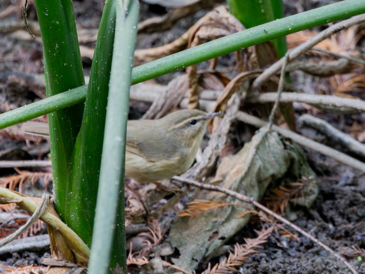 עלווית כהה - ML647813221