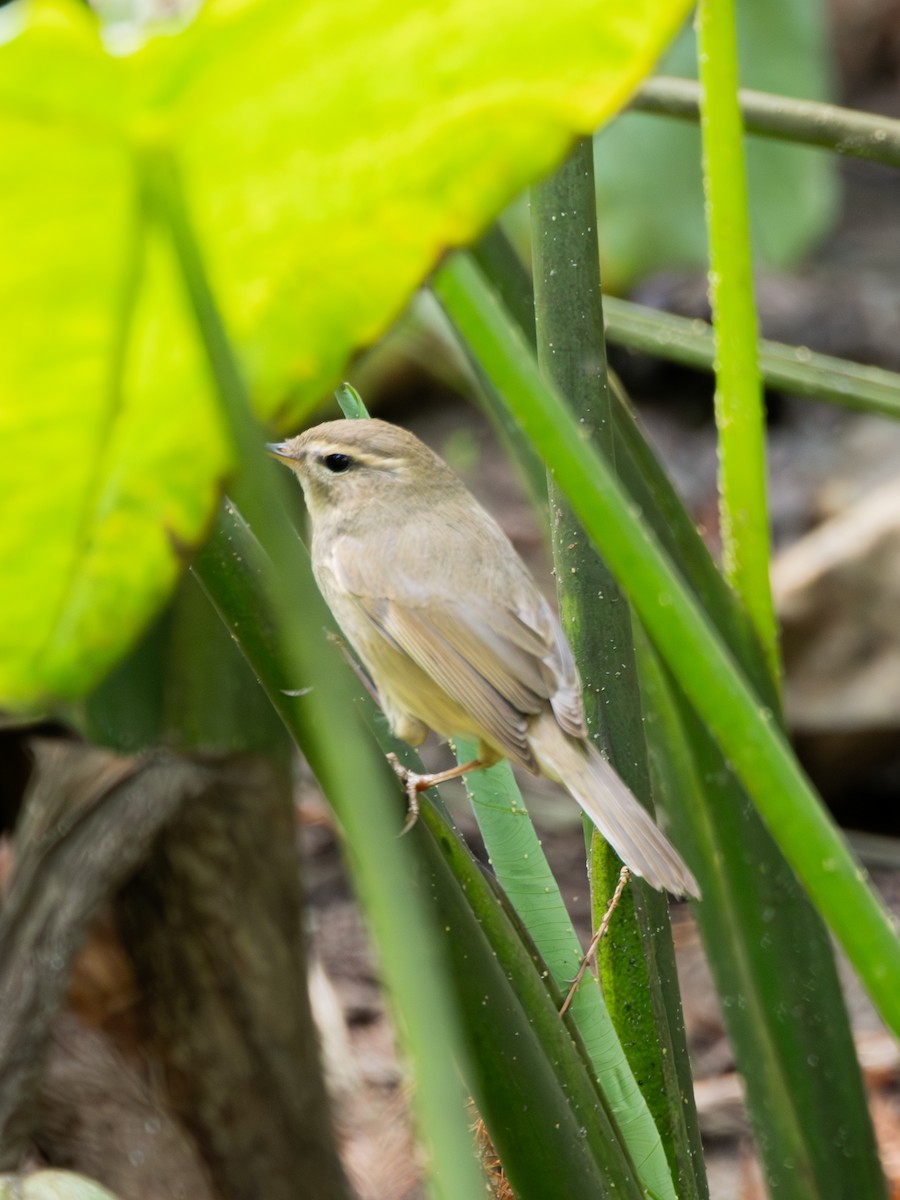 עלווית כהה - ML647813228