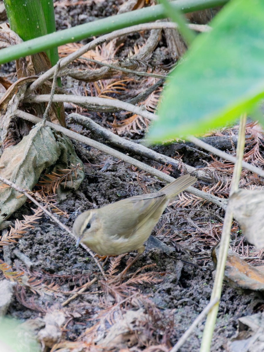 עלווית כהה - ML647813233