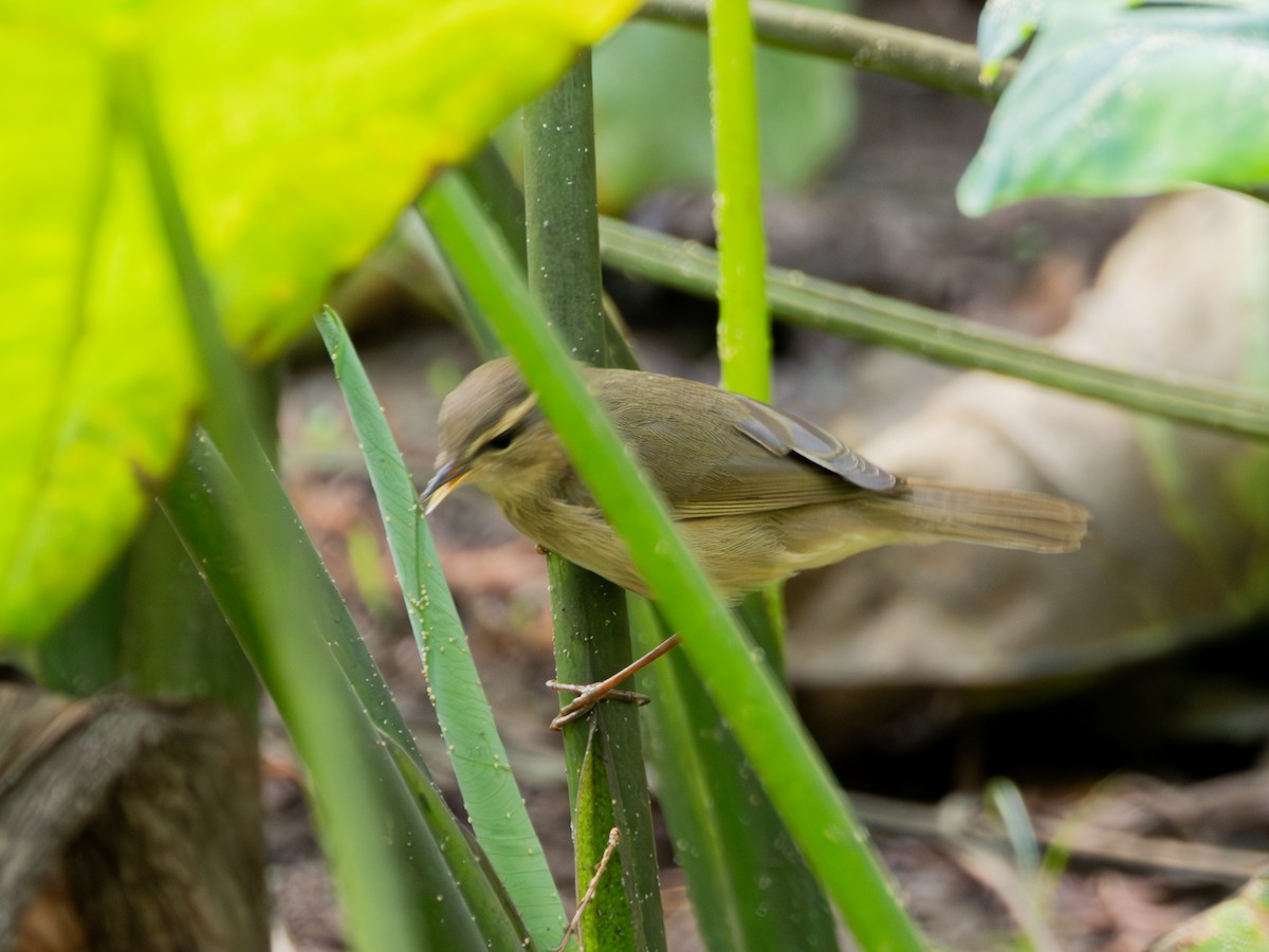 עלווית כהה - ML647813236