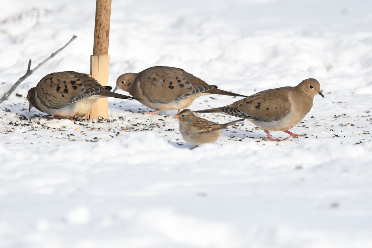 Zenaida Huilota - ML647813242