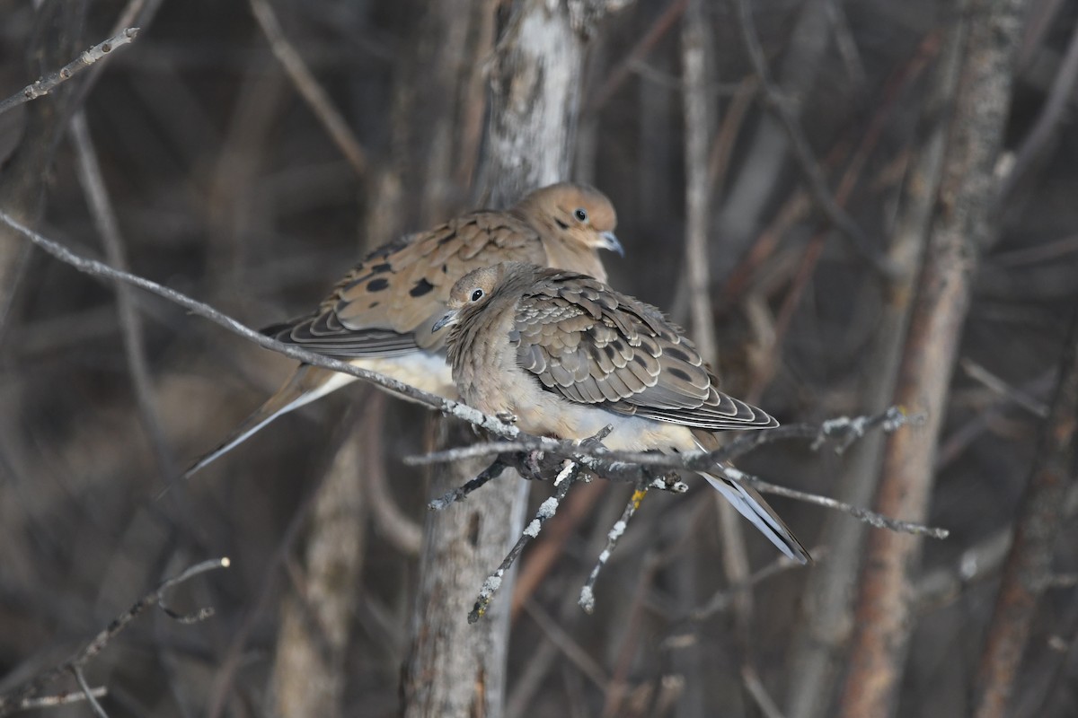 Zenaida Huilota - ML647813243