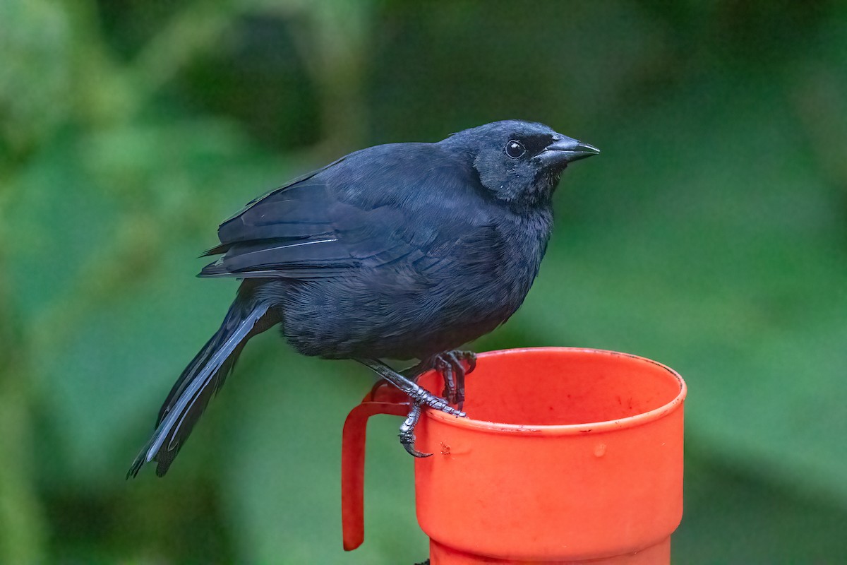 Scrub Blackbird - ML647813253