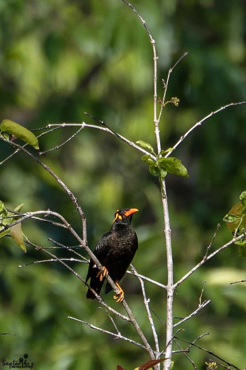 loskuták jižní - ML647813257