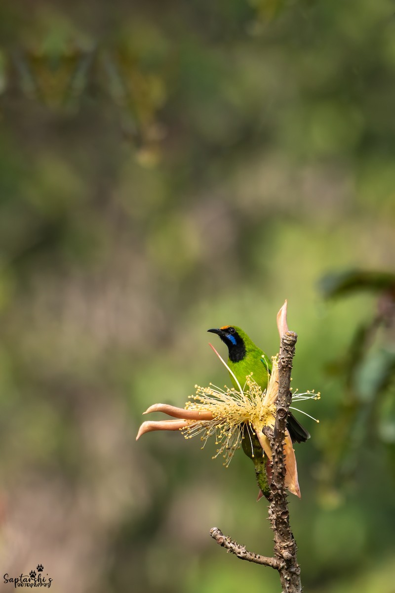 Golden-fronted Leafbird - ML647813263