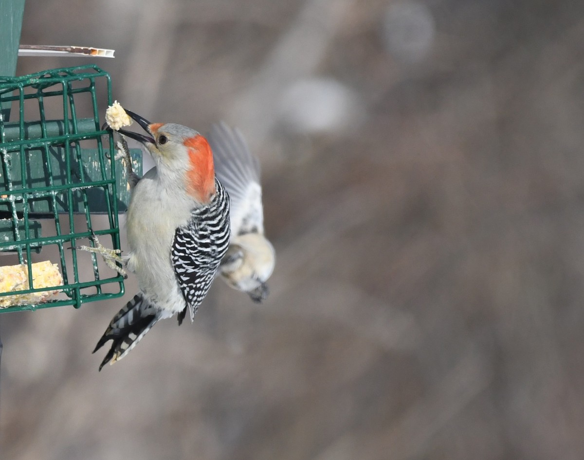 Red-bellied Woodpecker - ML647813289