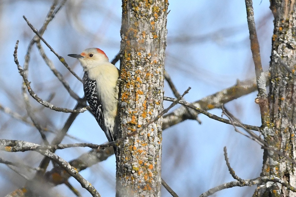 Red-bellied Woodpecker - ML647813290