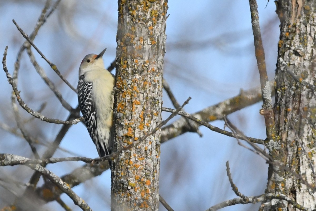 Red-bellied Woodpecker - ML647813291
