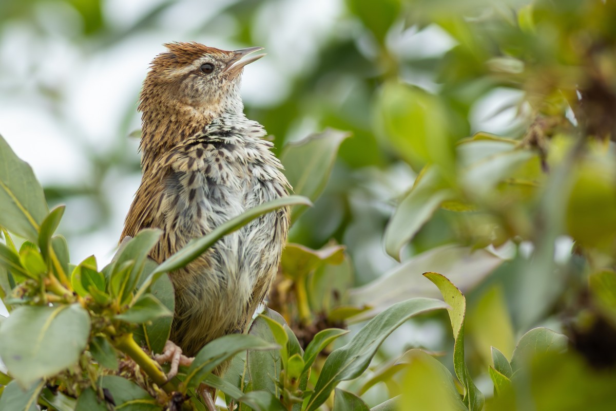 Новозеландская котата - ML647813324
