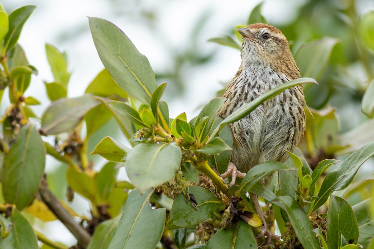 Новозеландская котата - ML647813326