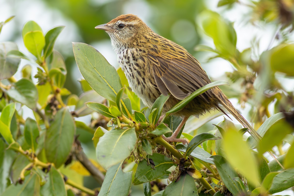 Новозеландская котата - ML647813327