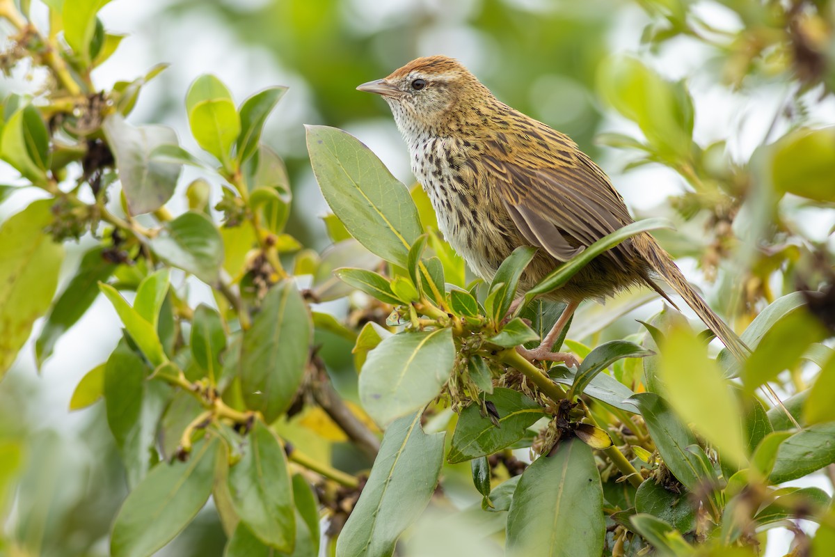 Новозеландская котата - ML647813328