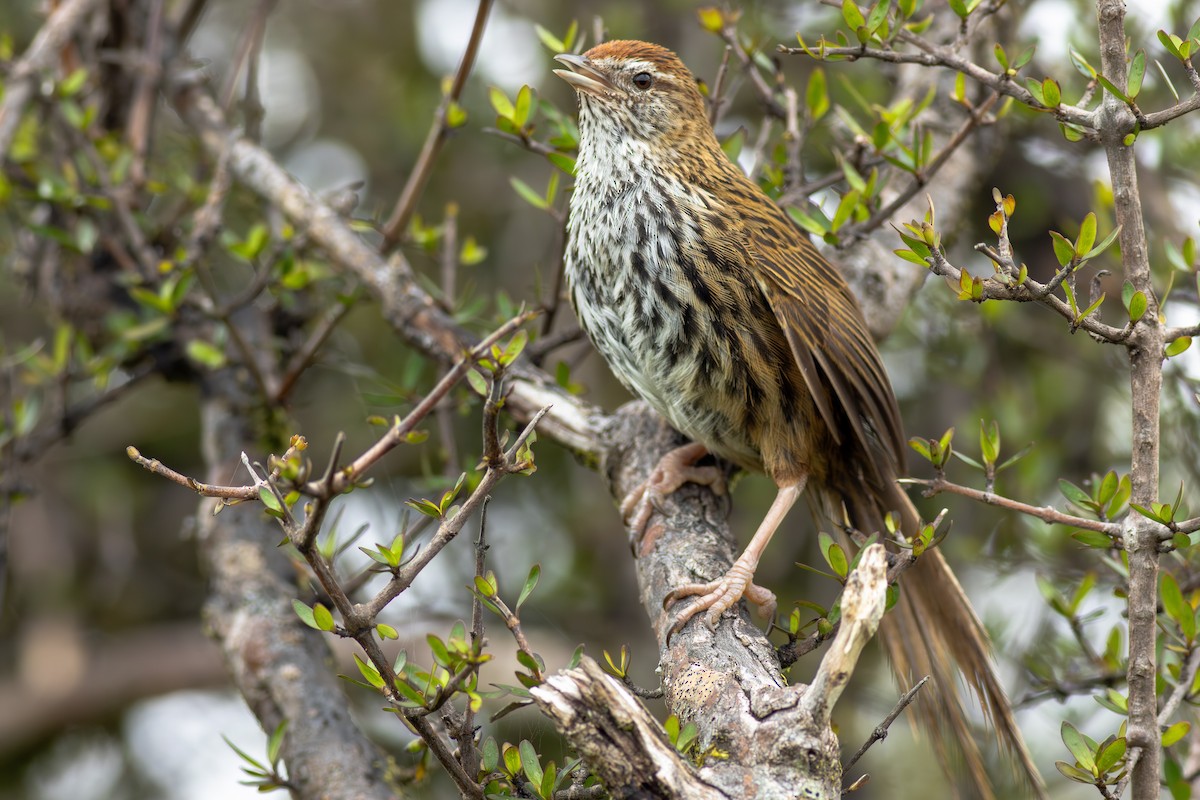 Новозеландская котата - ML647813329