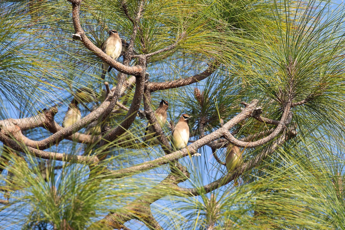 brkoslav americký - ML647813332