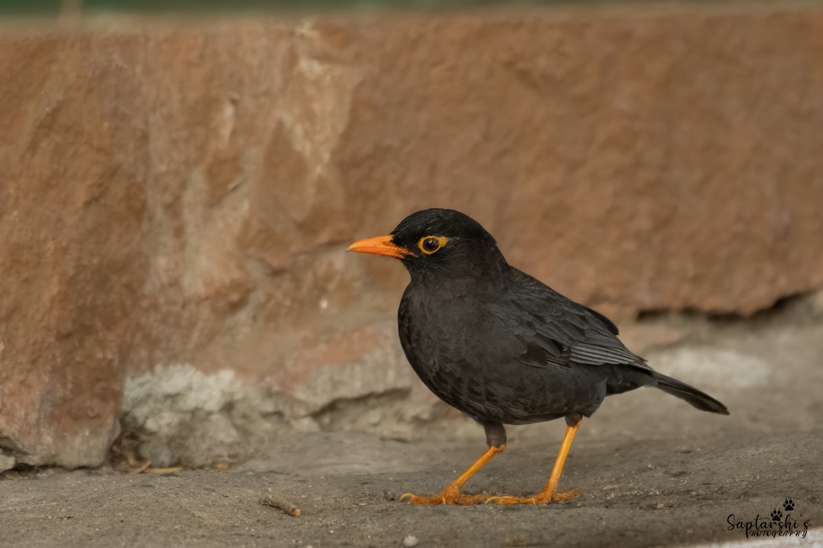 Индийский чёрный дрозд - ML647813350