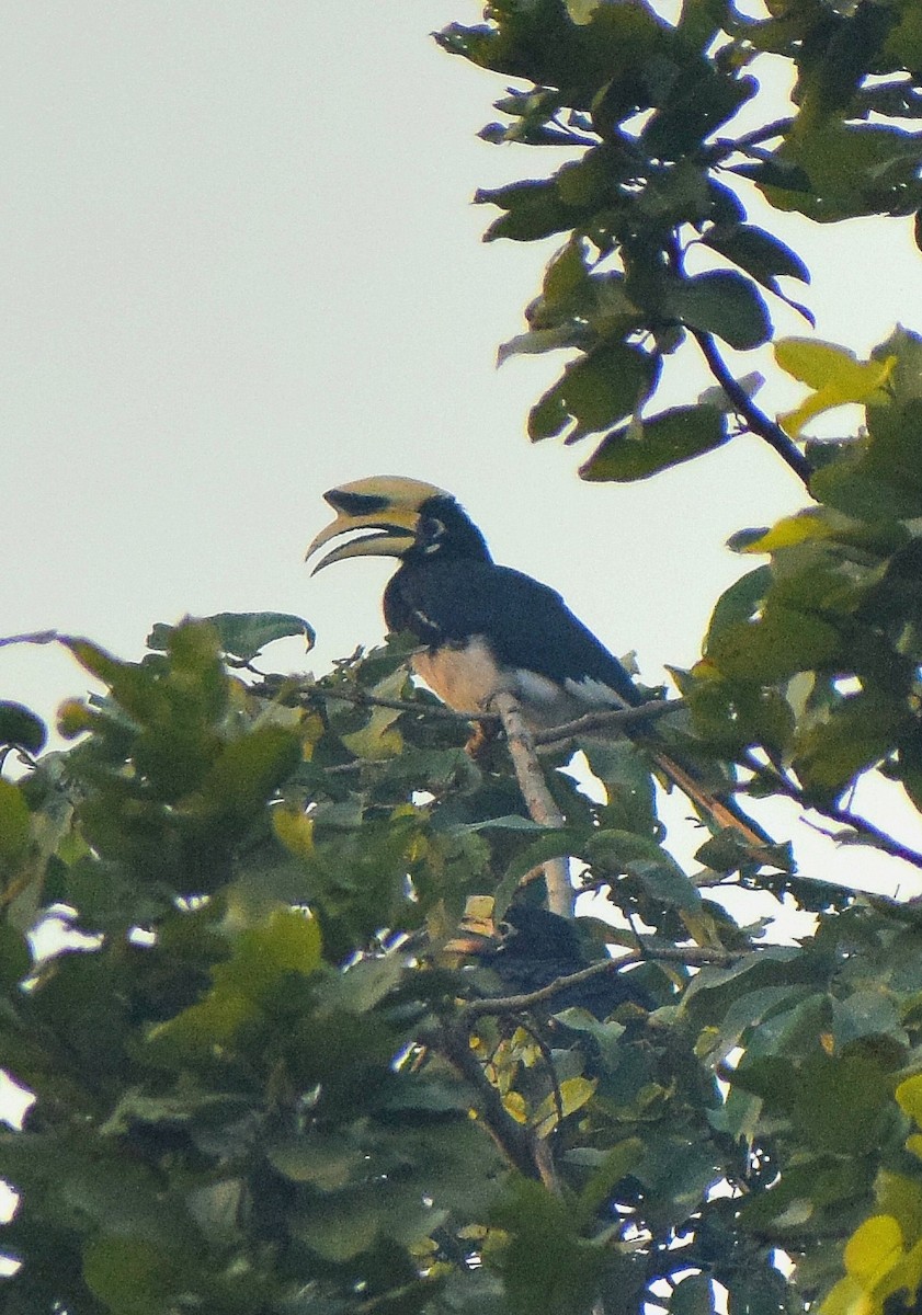 Белоклювая птица-носорог - ML647813351