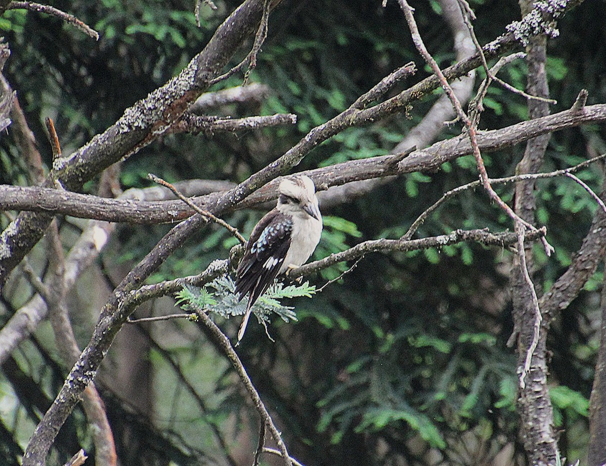 Смеющаяся кукабара - ML647813353