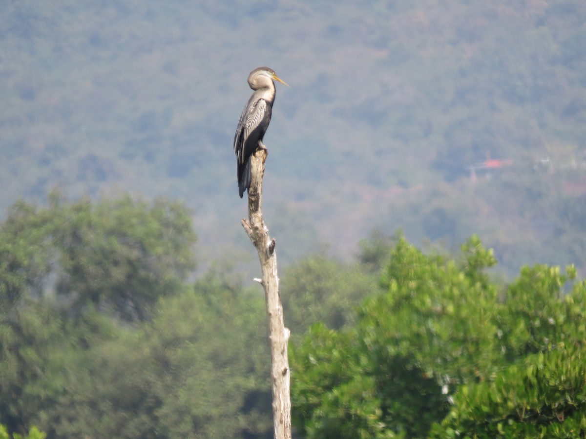 Азиатская змеешейка - ML647813354