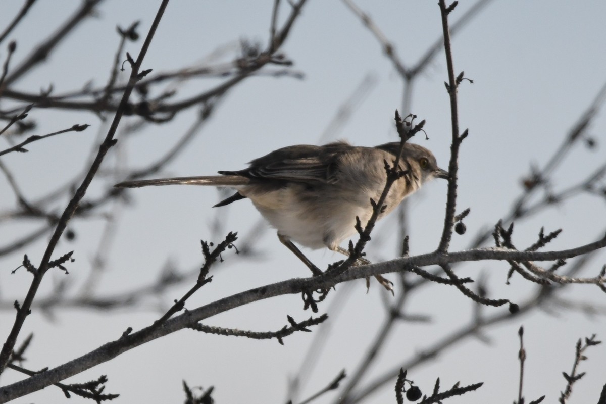 Многоголосый пересмешник - ML647813355