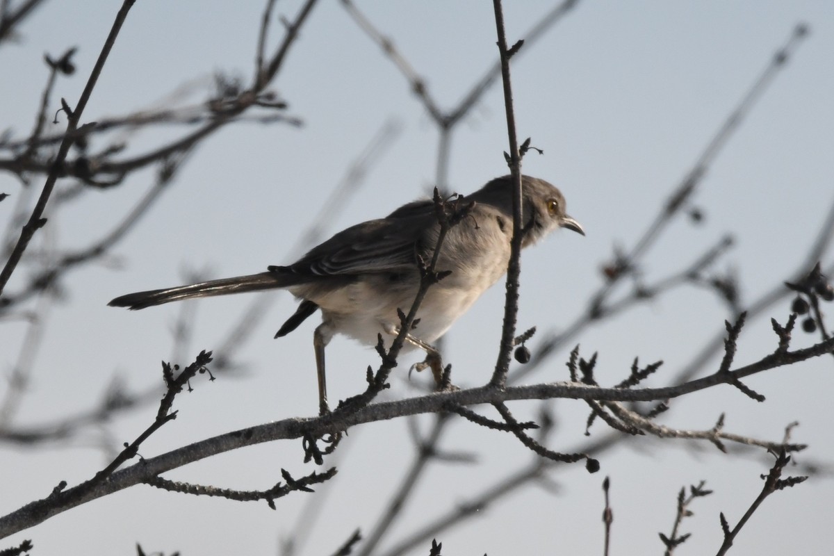 Многоголосый пересмешник - ML647813356