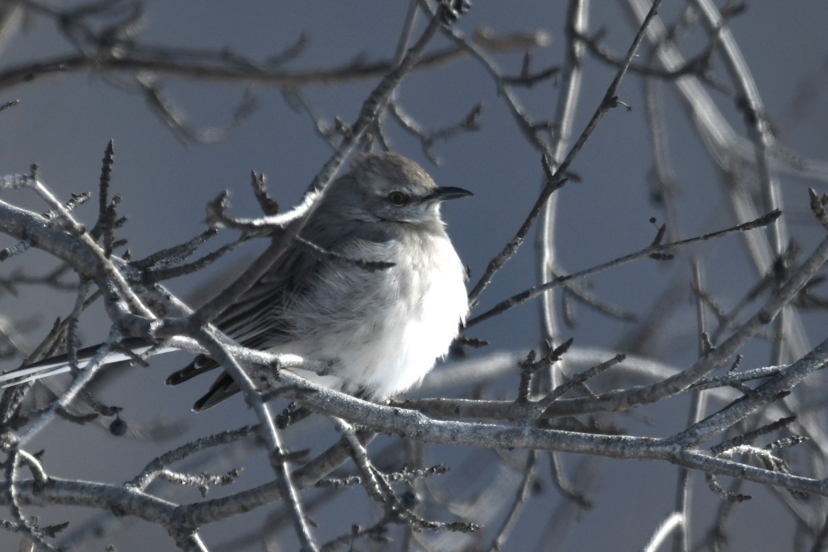 Многоголосый пересмешник - ML647813357