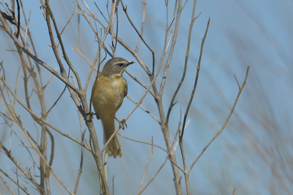Белолобый овсяночник - ML647813358