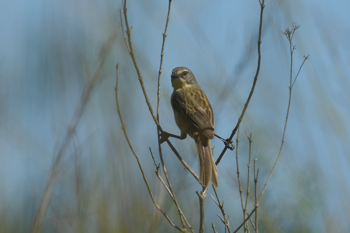 Белолобый овсяночник - ML647813359