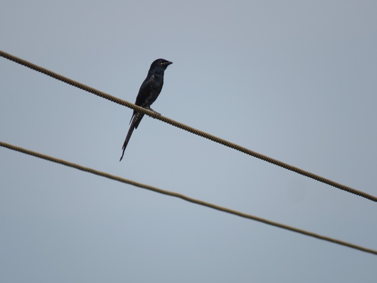 Черный дронго - ML647813360