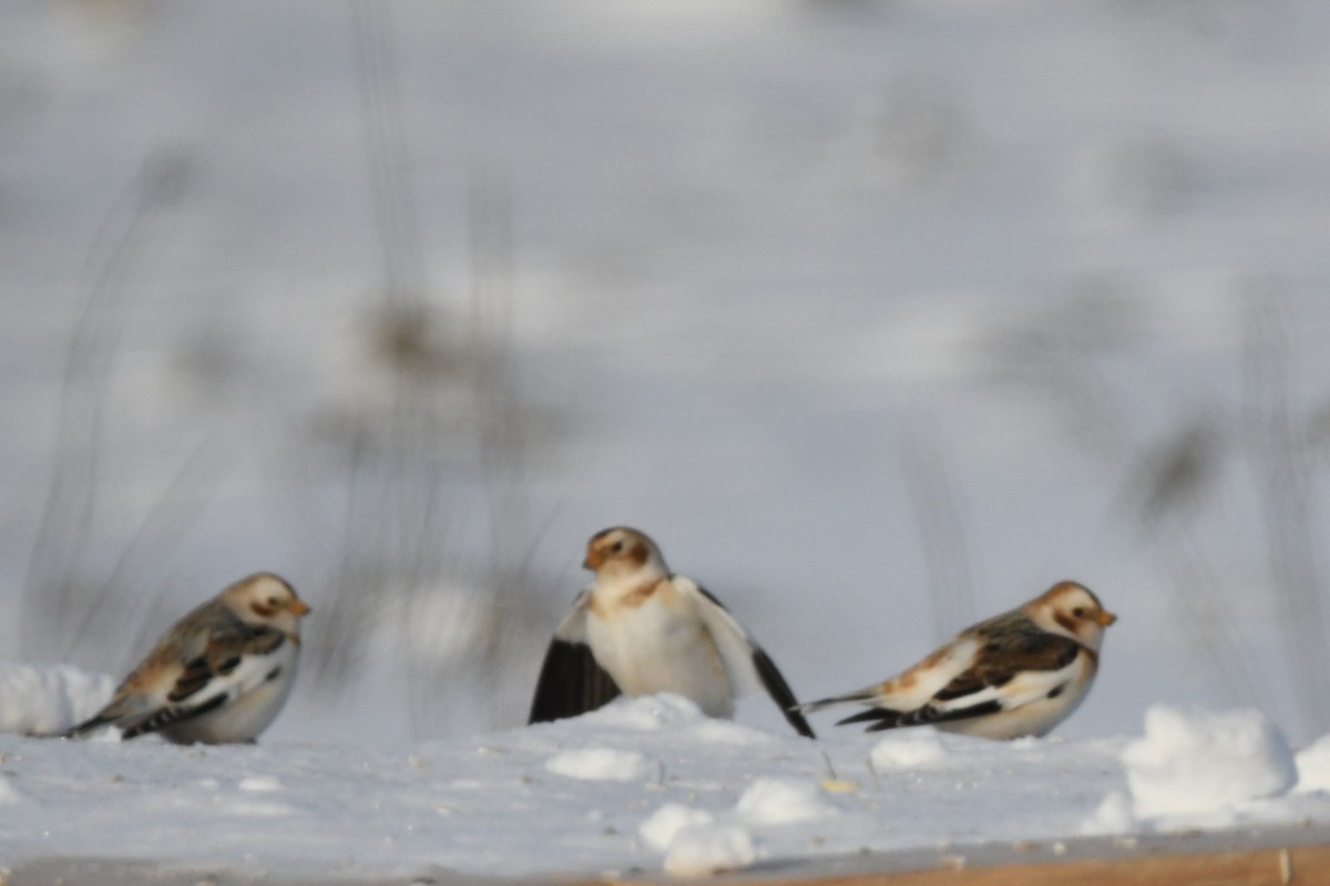 Пуночка - ML647813361