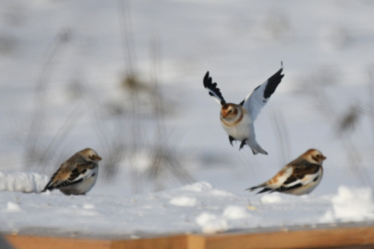 Пуночка - ML647813362