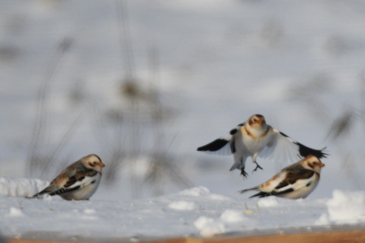 Пуночка - ML647813363