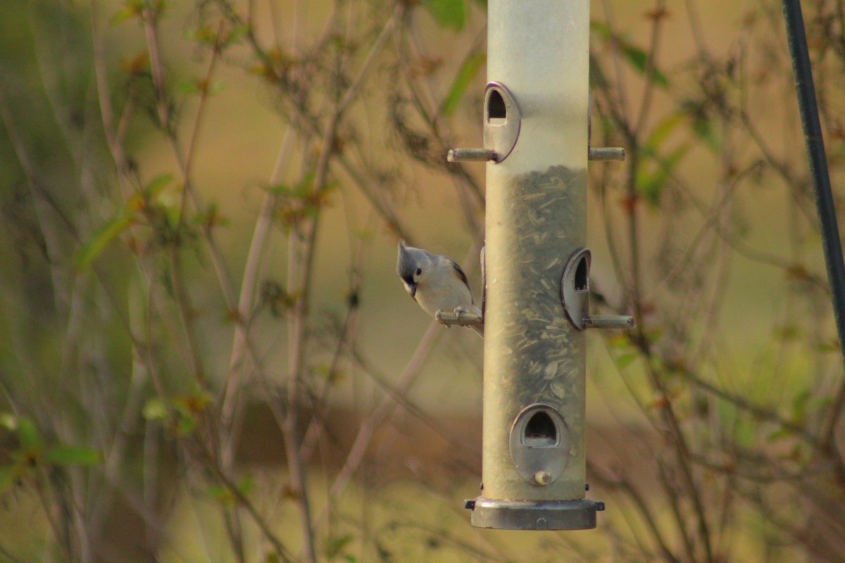 Американская гренадерка - ML647813365