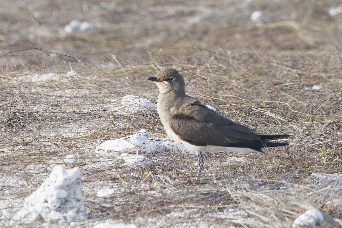 Восточная тиркушка - ML647813367
