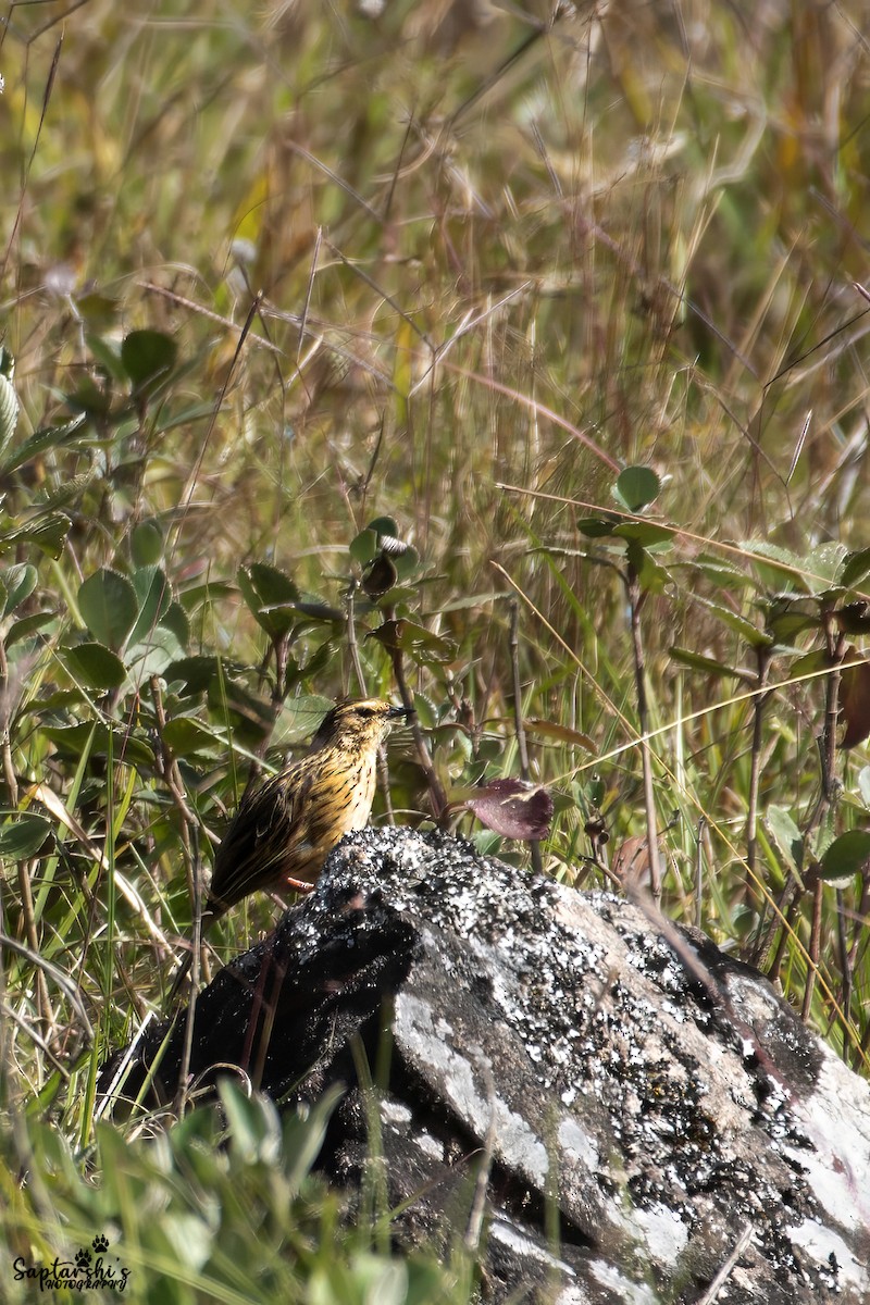 Нильгирийский конёк - ML647813368