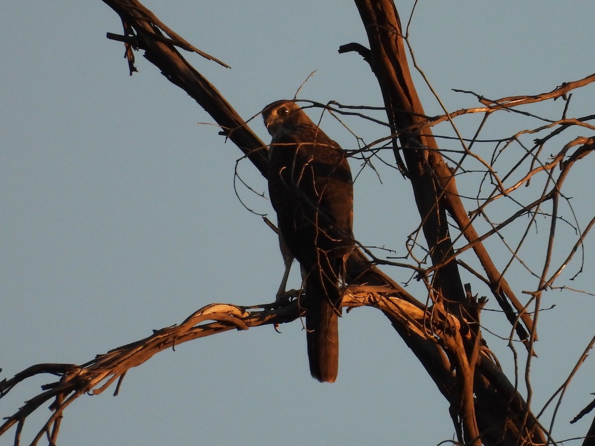 Бурый ястреб - ML647813369