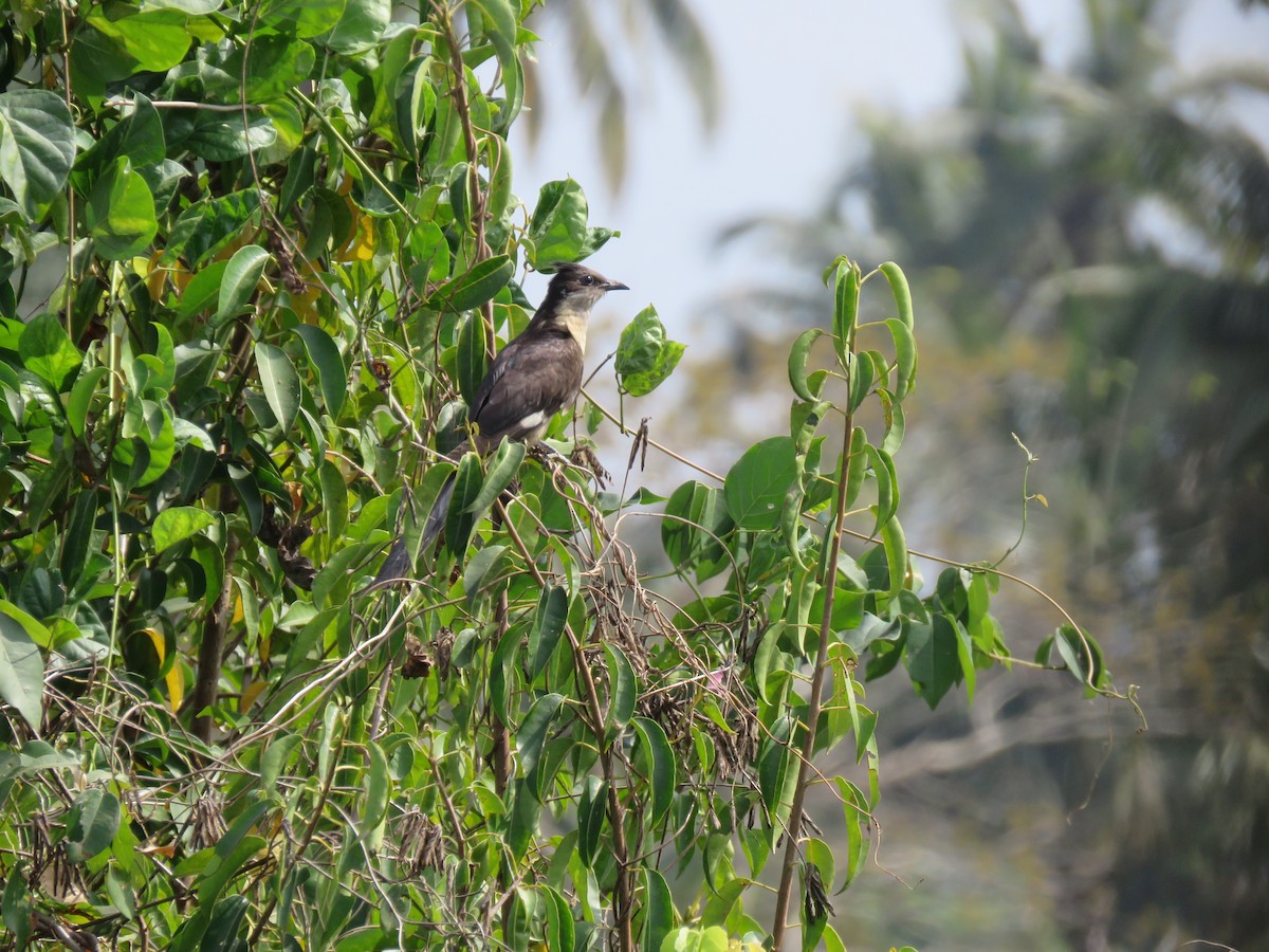 Сорочья кукушка - ML647813370