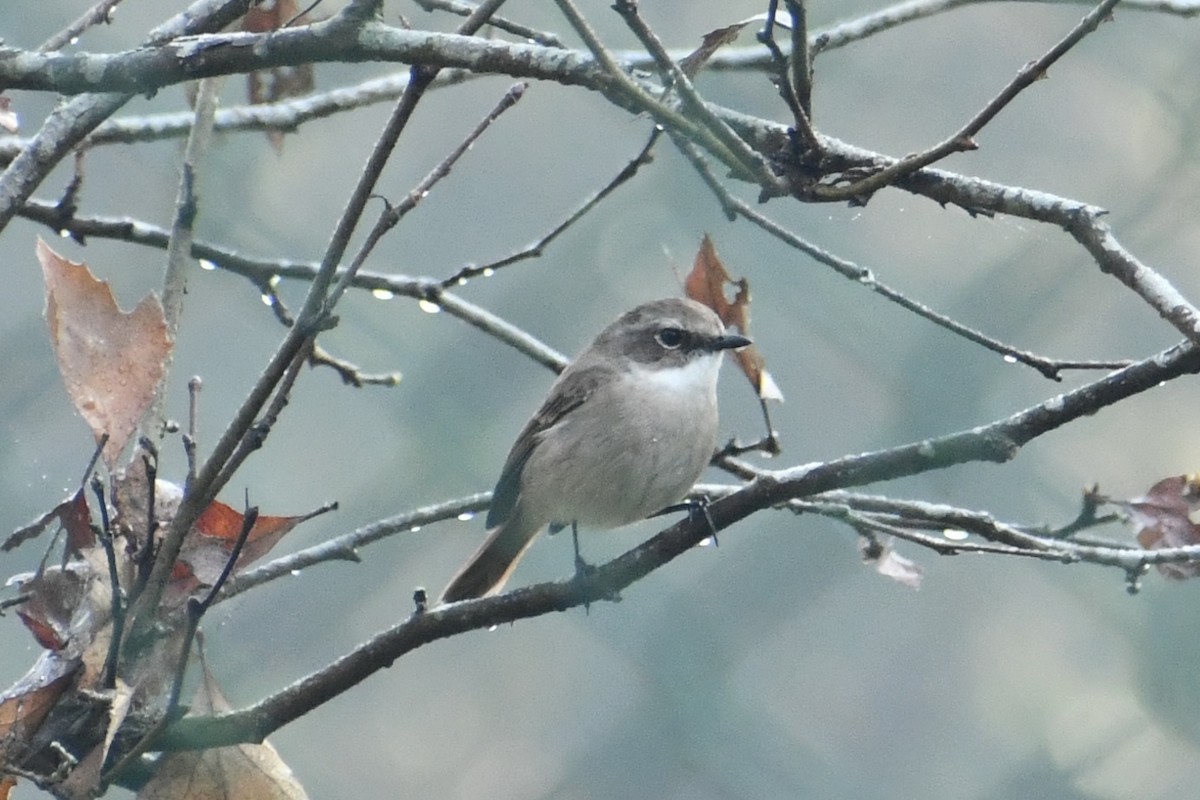 Серый чекан - ML647813371