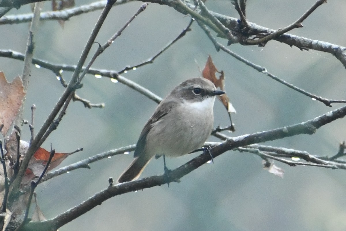 Серый чекан - ML647813372