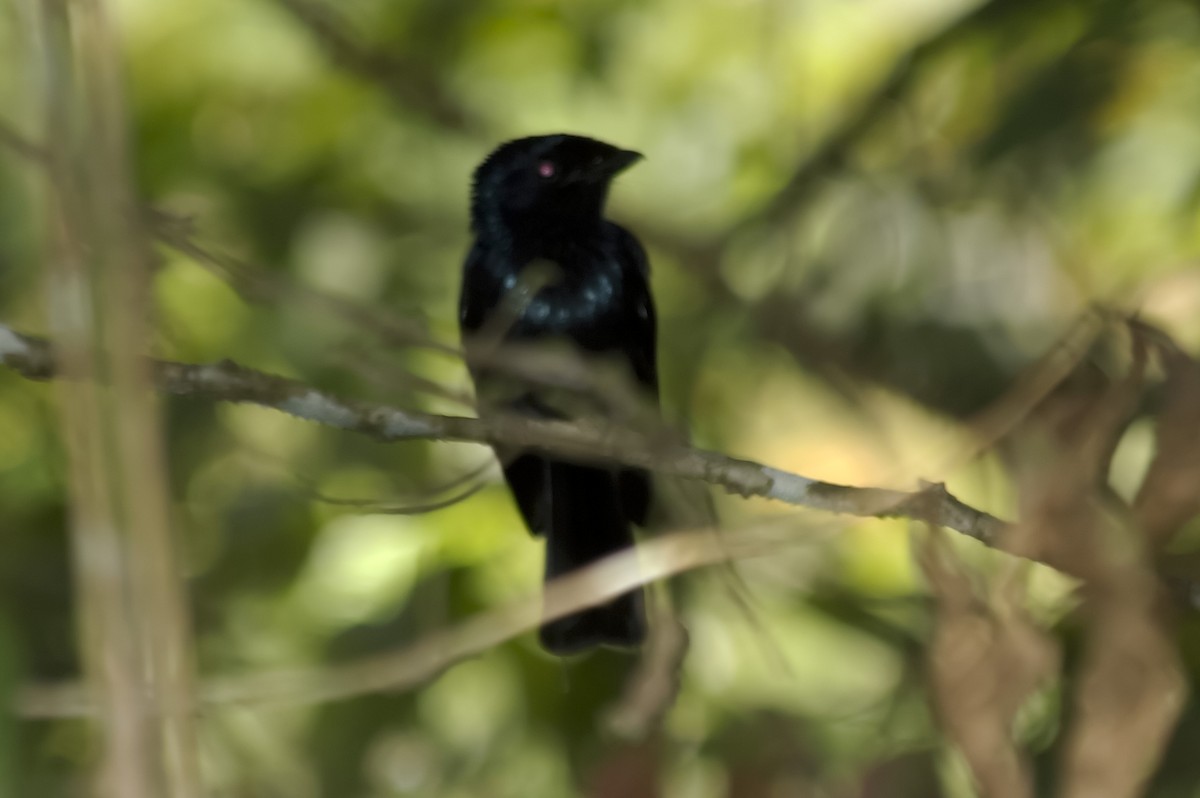 Ракетохвостый дронго - ML647813373