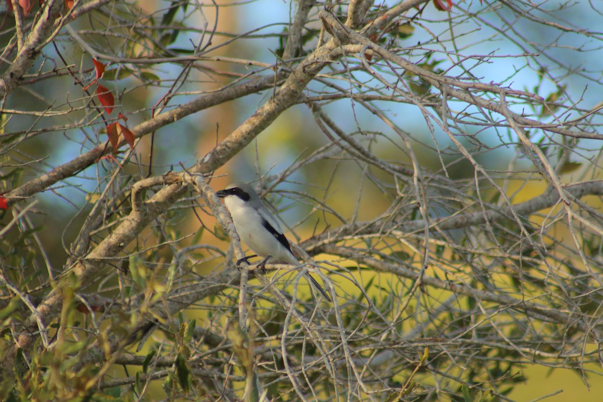 Американский сорокопут - ML647813374