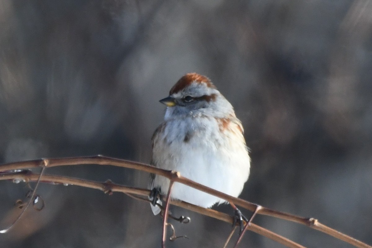 Воробьиная овсянка - ML647813375