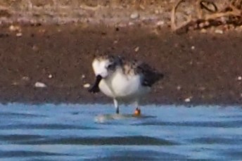 Лопатень - ML647813376