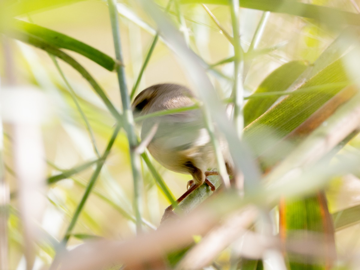 עלווית כהה - ML647813386