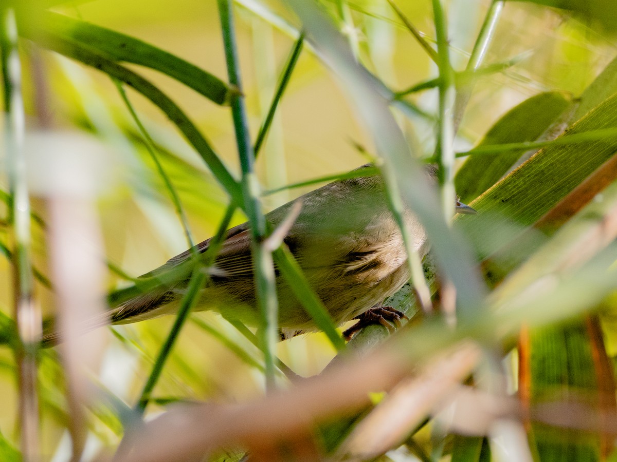 עלווית כהה - ML647813388