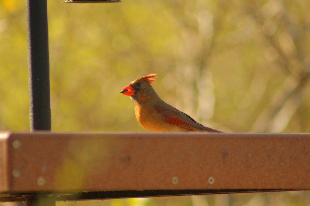 Northern Cardinal - ML647813390