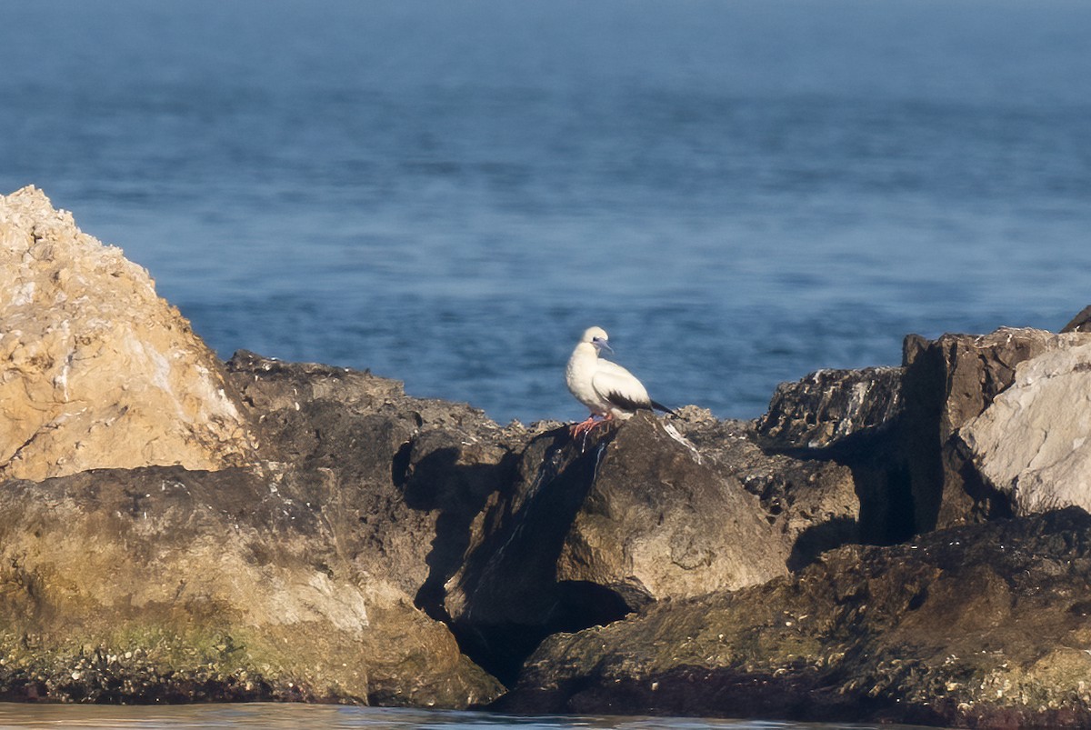 Red-footed Booby - ML647813404