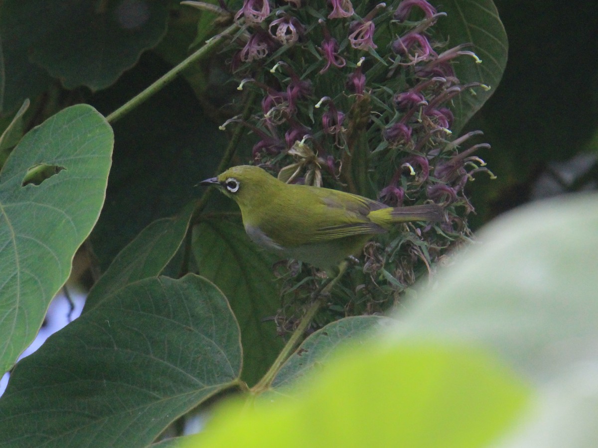 Indian White-eye - ML647813415