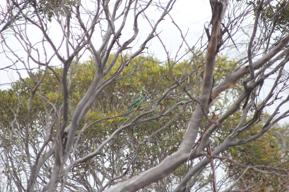 svarthodeparakitt (barnardi) (malleeparakitt) - ML647813427