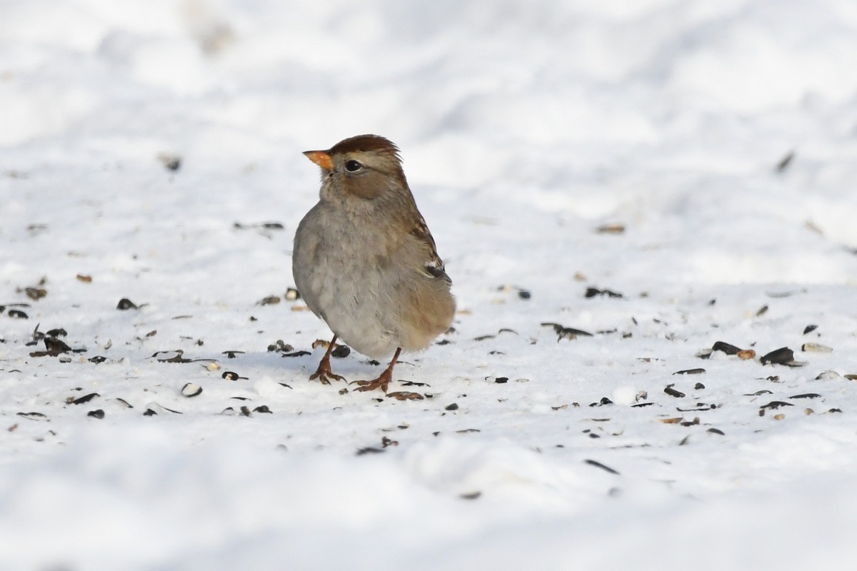 Porsuk Serçesi - ML647813430