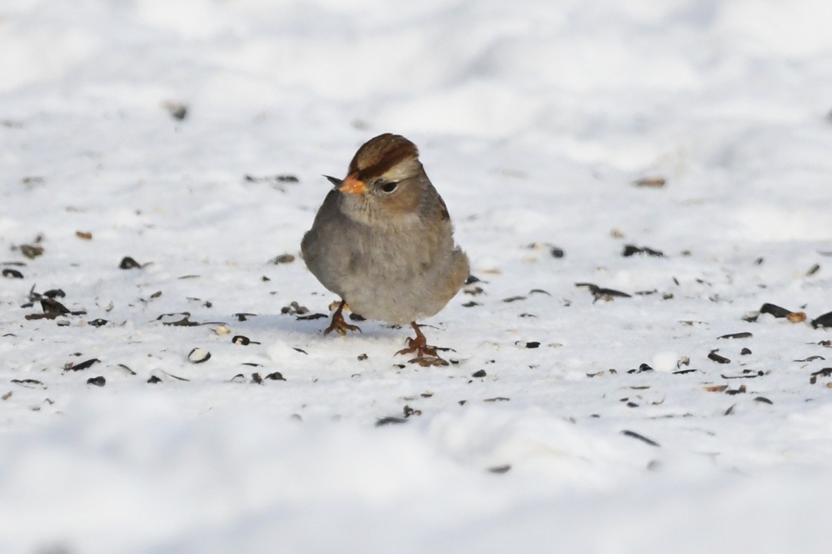 Porsuk Serçesi - ML647813431